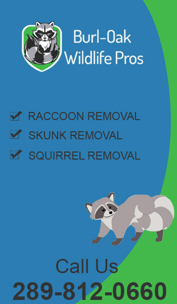  Wildlife Removal Burlington
